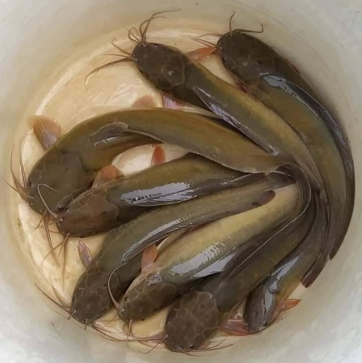 Desi Magur (Walking Catfish)