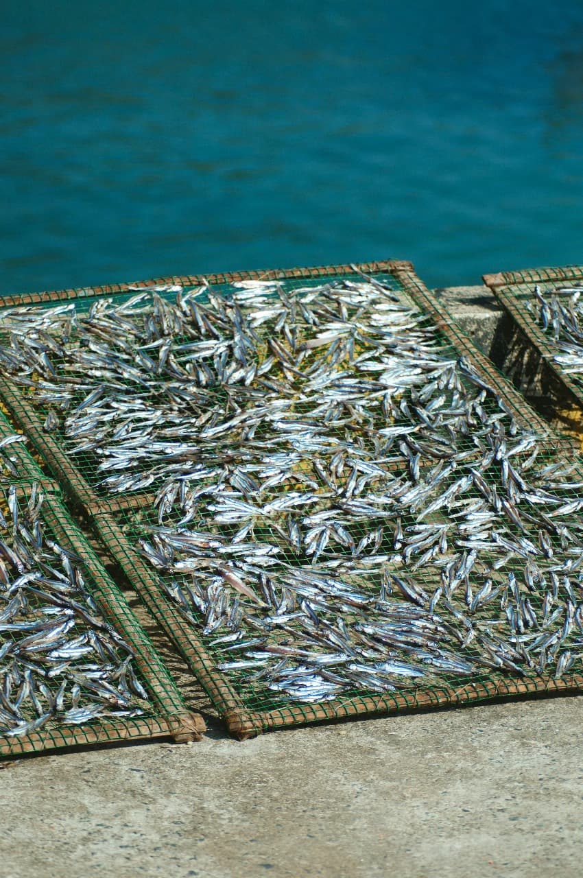 Fresh Fish Processing