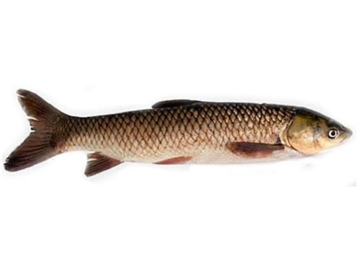 Grass Carp