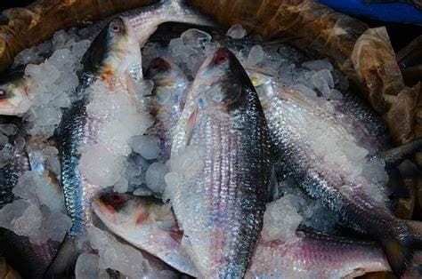 Hilsa (Ilish)
