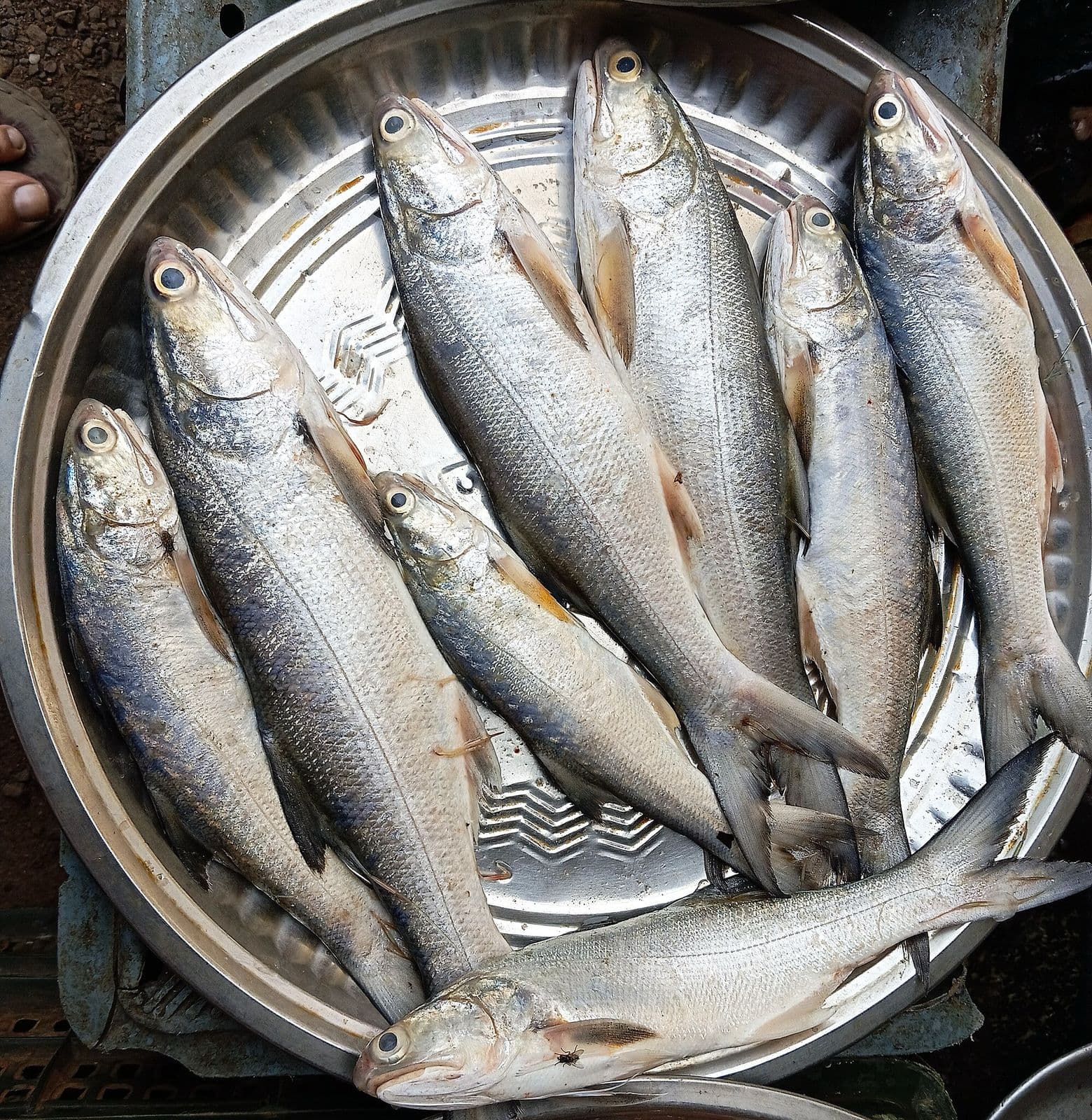 Indian Salmon (Rawas)