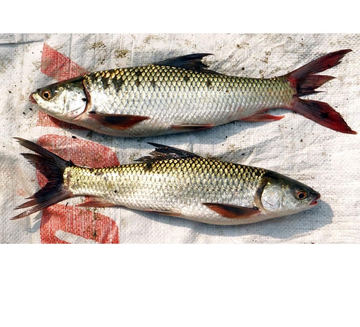 Mrigal (Cirrhinus mrigala)