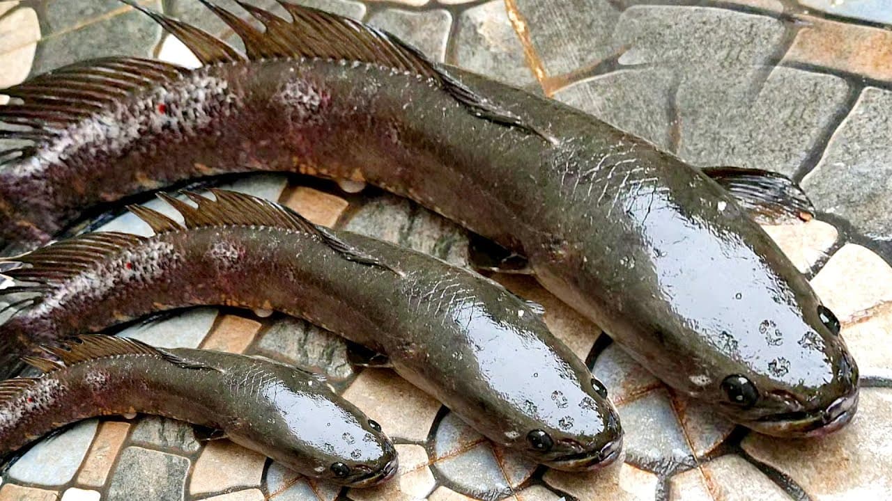 Murrel Fish (Snakehead)