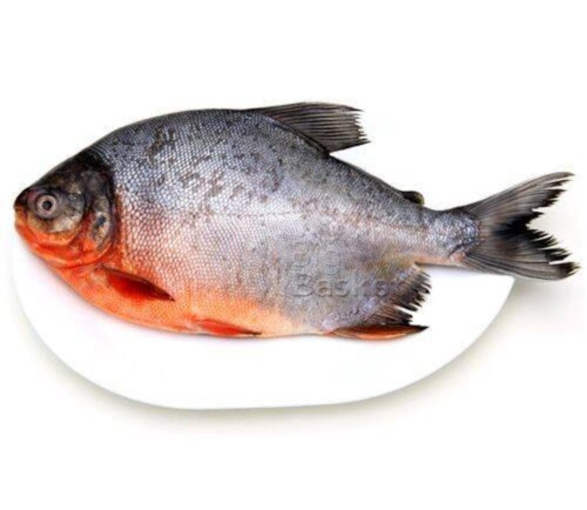 Rupchanda (Moonfish)