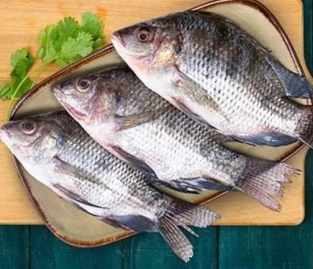 Tilapia (GIFT strain)